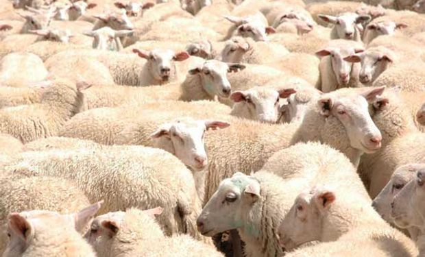 Importante consumo de carne ovina en el NEA