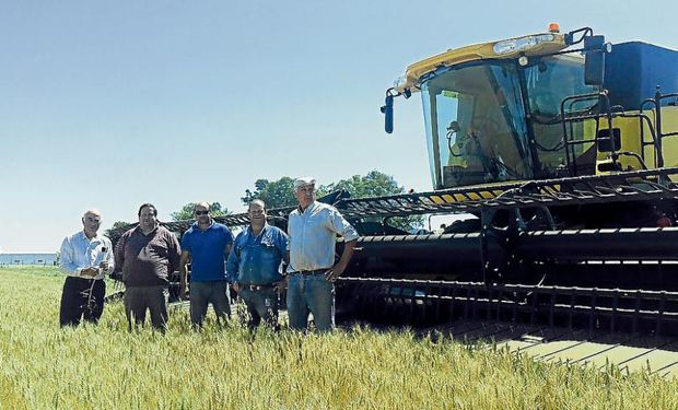 Pedro Pérez, Daniel Cardarelli, Ezequiel Martos, Nery Cardarelli y Rodolfo Nicolini, en un trigal en Jesús María. Foto: La Voz