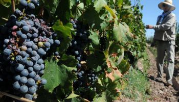 Todo sobre los contratistas de viñas y frutales