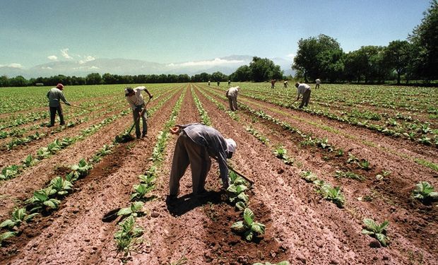 En qué consiste la contratación temporaria en la actividad agraria? |  Agrofy News