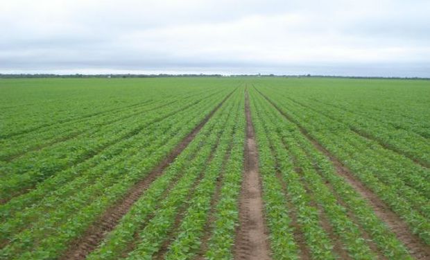 Una mano de la biotecnología para la sustentabilidad agrícola