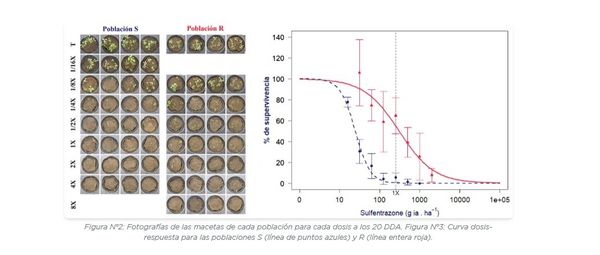 Confirman en Santa Fe la primera resistencia de yuyo colorado a un herbicida preemergente clave