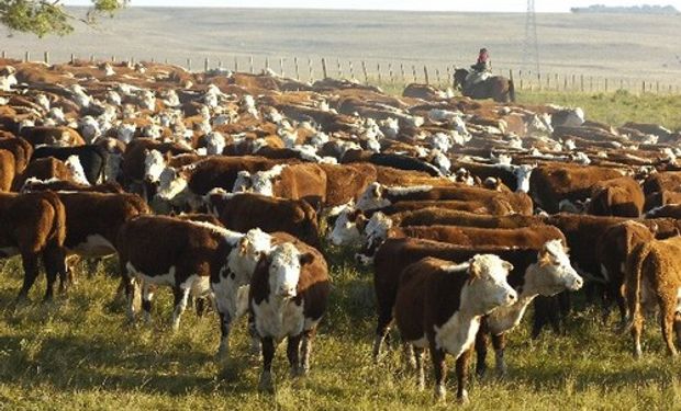 Los parásitos internos que afectan a los vacunos generan mermas significativas en la ganancia de peso de los animales.