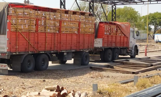 Lechones, pomelos y huevos: el Senasa repasó los decomisos que realizó durante la pandemia