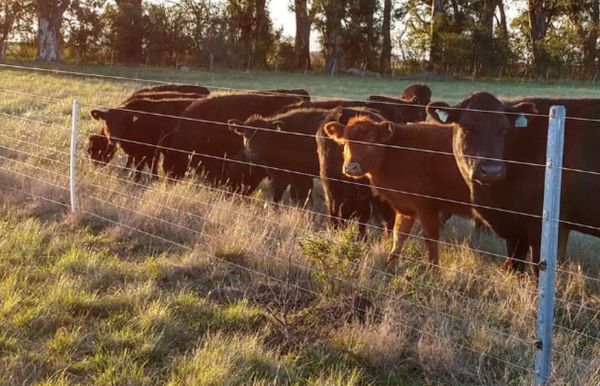 cooperativa ganadera