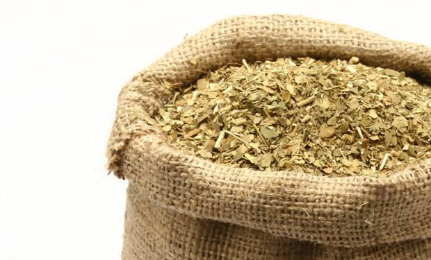 Cooperativa prepara un envío de 1000 kilos de yerba mate argentina a India