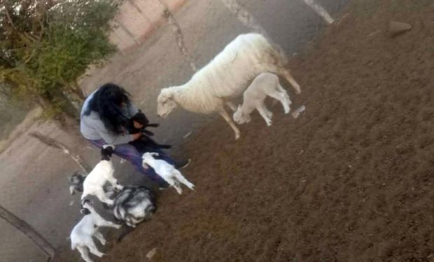 Sorpresa en Santiago del Estero: nació un cordero con seis patas