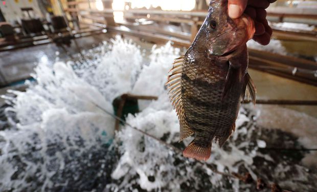 Paraná se manteve como o maior produtor de peixes de cultivo do Brasil, atingindo 250.315 toneladas em 2024. (Foto : Jonathan Campos / AEN)