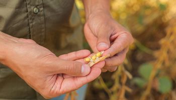 ¿Soja con inteligencia artificial? Los nuevos "techos" de rinde y lo que se viene en un cultivo clave para la Argentina