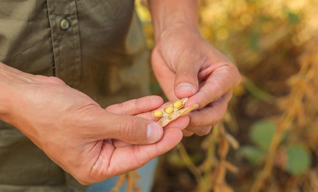 ¿Soja con inteligencia artificial? Los nuevos "techos" de rinde y lo que se viene en un cultivo clave para la Argentina