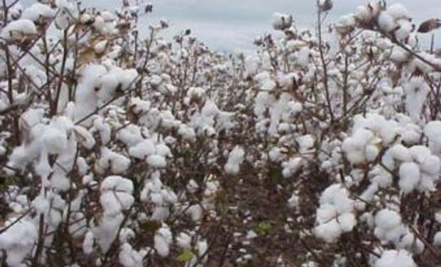 Formosa: la lluvia atrasa la cosecha de algodón