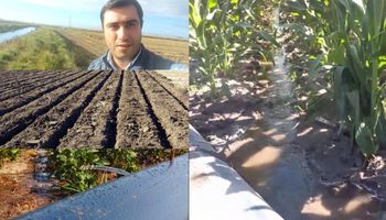 El increíble proceso del primer maíz de la campaña, con rindes de 7.500 kg por hectárea en una zona poco habitual: "Es muy gratificante"