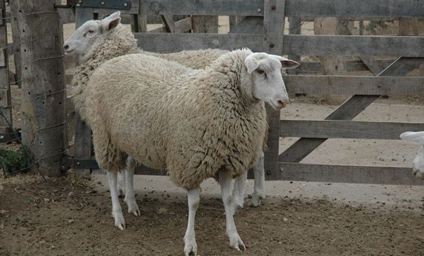 Desafío cordero: llegar a los 40 kg con calidad medible para ganar un lugar en las carnicerías