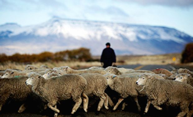 Actualmente el cordero patagónico pierde mercados de exportación.