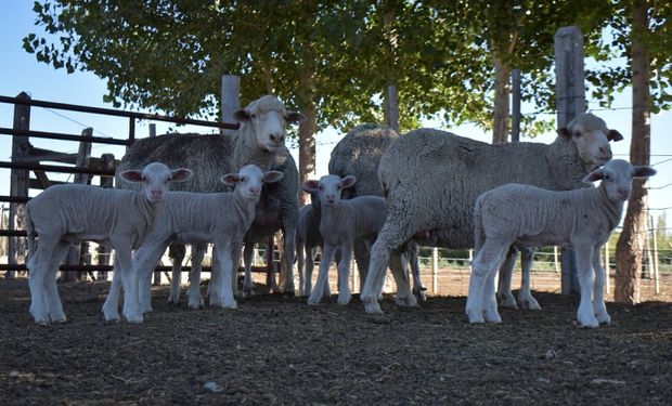 “In vitro”: nacieron cinco corderos patagónicos tras optimizar la tecnología y acortar el proceso