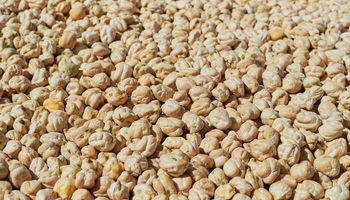 Inédito: la zona en donde el rinde del trigo quedó 70 % por encima del promedio histórico