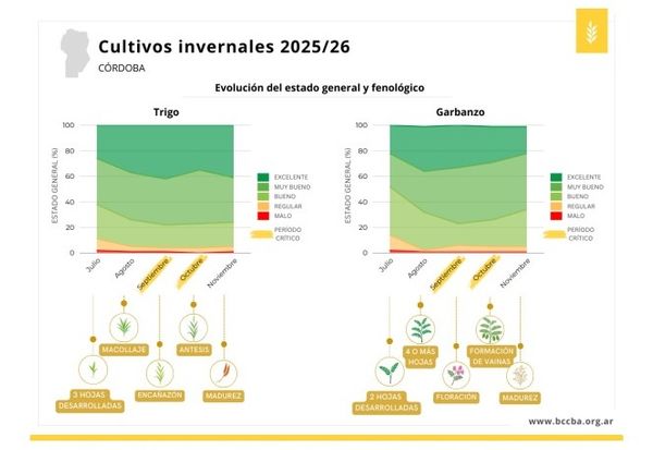 Córdoba campaña trigo y garbanzo