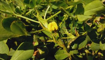 La particularidad de un cultivo en donde Argentina es líder mundial: buscan potenciarlo con diferentes estudios