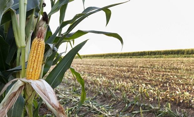 Estados Unidos plantea "graves preocupaciones" sobre las políticas agrícolas anti-OGM de México