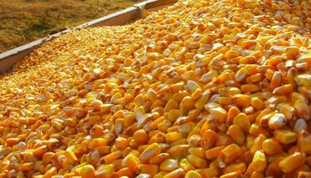 El USDA sorprendió al anunciar un fuerte incremento de los stocks de maíz