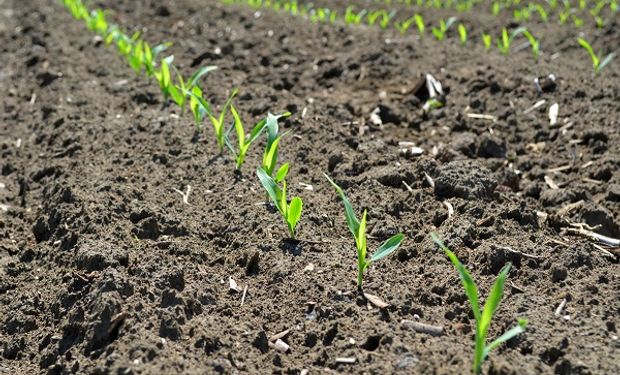 Soja y maíz: el confinamiento de China pesa más que el lento avance de la siembra en Estados Unidos