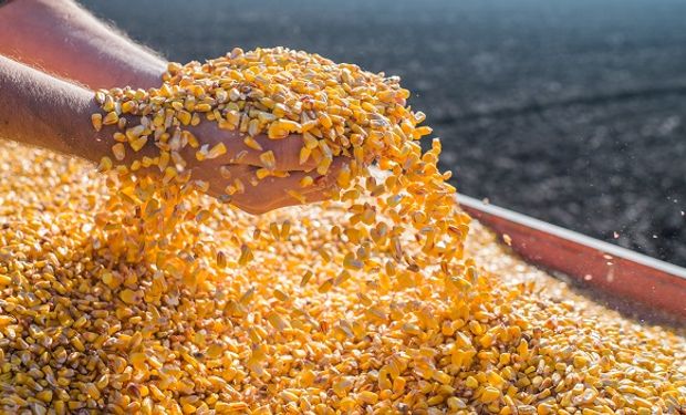 La molienda de maíz crece a partir de la industria del etanol mientras que la comercialización del grano toma impulso a la espera de la nueva cosecha.