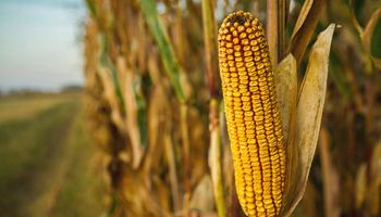 El maíz sigue cayendo en Chicago y la soja busca subir tras el informe del USDA