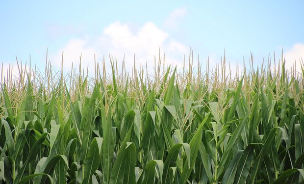 Fuerte suba para el maíz por la sequía que afecta a Estados Unidos y Brasil