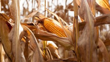 El USDA publicó 4 informes: cómo queda la oferta y demanda de granos