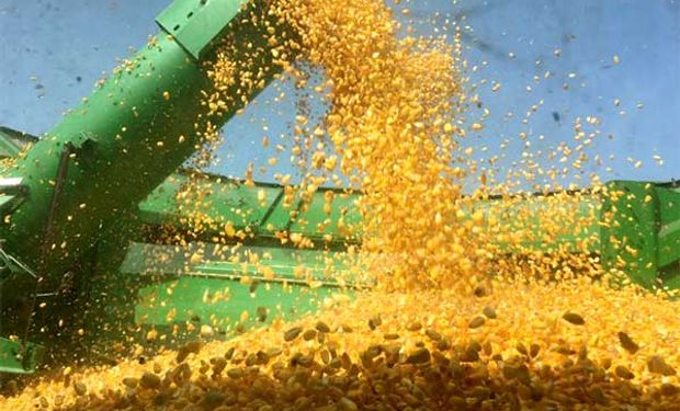 Por la demanda internacional, el maíz llegó a máximos de casi ocho años