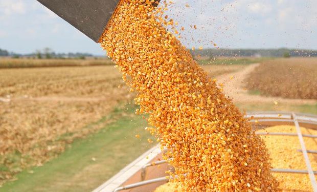 Rueda de bajas previo al informe del USDA.