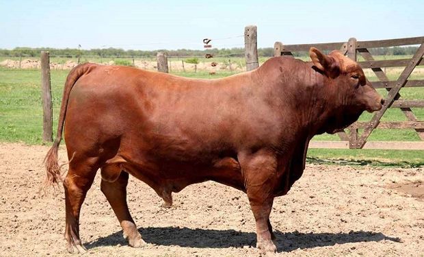Elegir un toro en base a características fenotípicas y genotípicas.