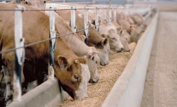 Los feedlots están más llenos que el año pasado para esta época.