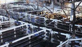 Sin operatoria en el mercado ganadero