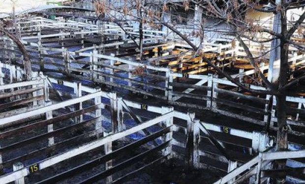 Sin operatoria en el mercado ganadero