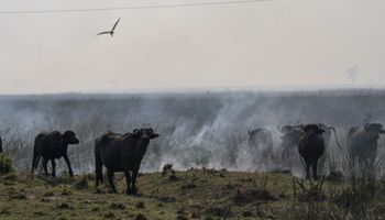 Corrientes: productores reclaman asistencia para el sector ganadero por los incendios y la sequía