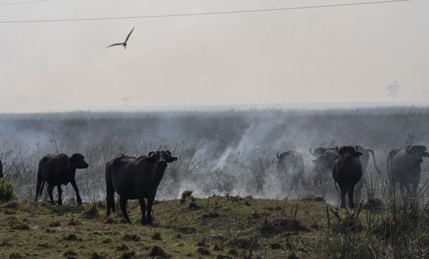 Corrientes: productores reclaman asistencia para el sector ganadero por los incendios y la sequía