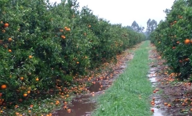 “Un golpe muy duro para la citricultura”: cayó granizo y arrasó con la producción en Entre Ríos y Corrientes