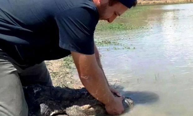 Corrientes: el pedido desesperado de un veterinario