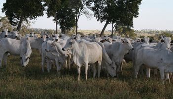 Pecuária bovina vê proteína vegetal como concorrente 