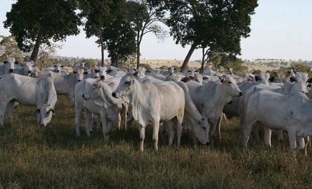 Nelore em regime intensivo a pasto no Brasil. (Luiz H. Pitombo)