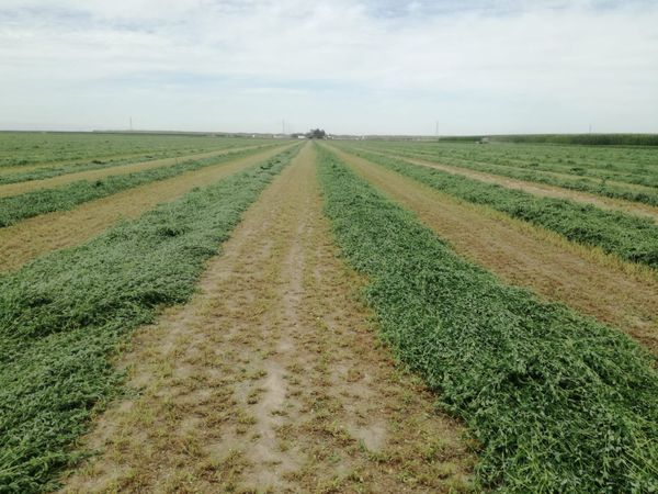 corte de alfalfa