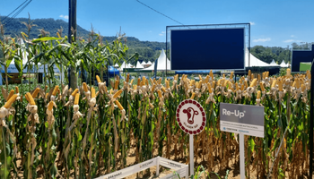 Corteva lança potencializador nutricional para aumentar a produção de soja, milho e algodão