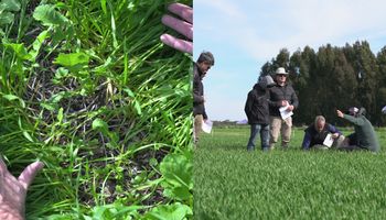 Encontraron la solución a una amenaza que afecta a 3,9 millones de hectáreas en Argentina: una nueva alternativa destacada para el manejo de malezas resistentes