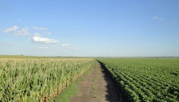 Más del 80 % de los lotes de soja y maíz están en condiciones de excelentes a muy buenas en la zona núcleo