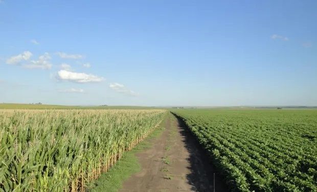 Más del 80 % de los lotes de soja y maíz están en condiciones de excelentes a muy buenas en la zona núcleo
