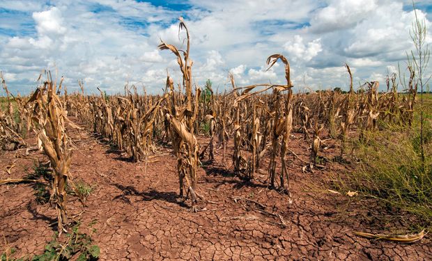 ¿Es una catástrofe productiva? Qué ve hasta ahora el mercado de soja y maíz
