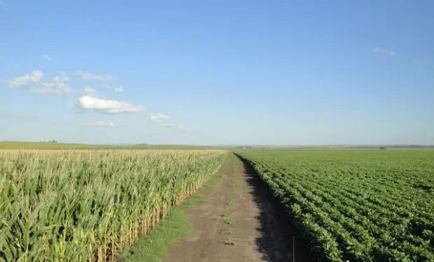 La soja de primera gana terreno sobre el maíz por el retraso de las lluvias y la mejora en los márgenes netos