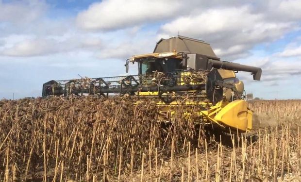 Hermoso Campo se quedó con el premio del primer lote de girasol