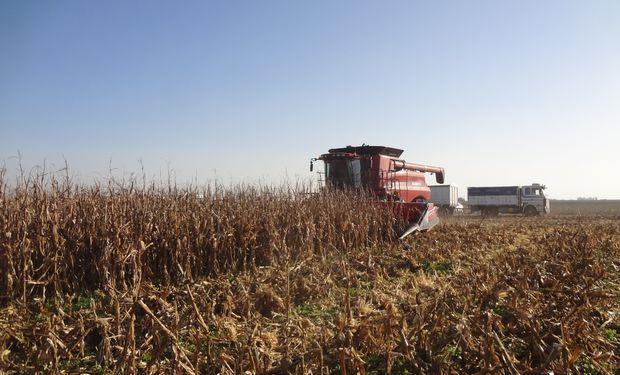 Cayó un 31 % la producción de maíz a pesar de que se sembró un 20 % más
